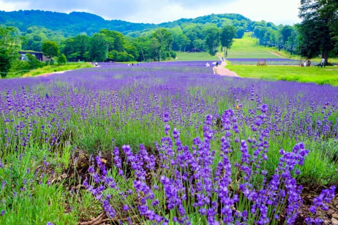 たんばらラベンダーパーク（群馬）