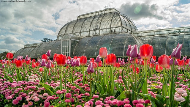 イギリスの魅惑の花園 キュー王立植物園のおすすめポイントをご紹介 Skyticket 観光ガイド