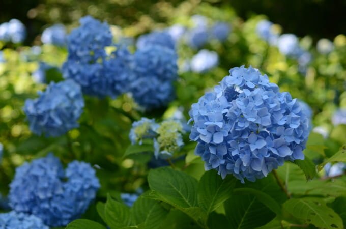 京都 紫陽花 三千院