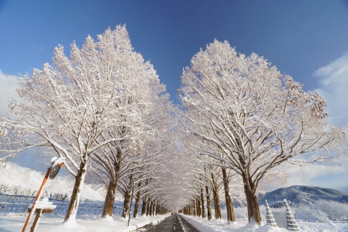 冬のメタセコイア並木（滋賀県高島市）
