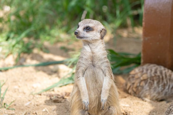 とくしま動物園のミーアキャット