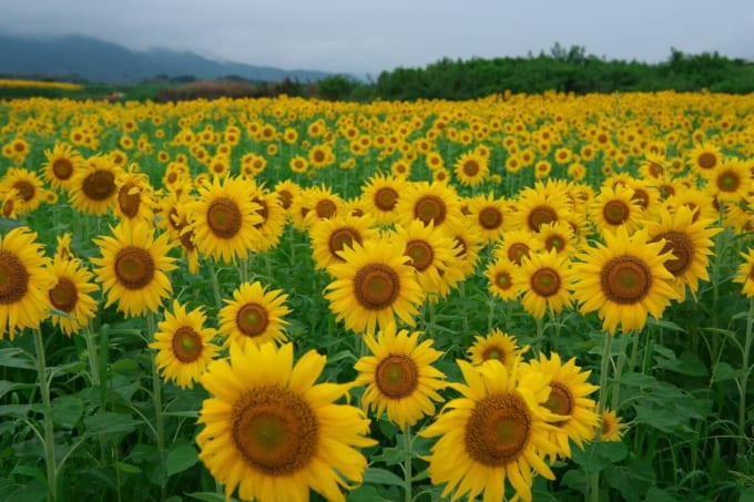 善入島のひまわり