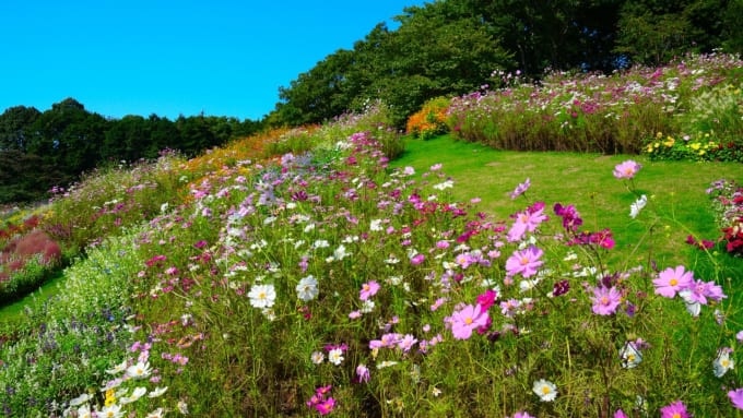 【横浜市】里山ガーデンのコスモス