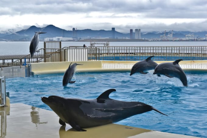 マリンワールド海の中道
