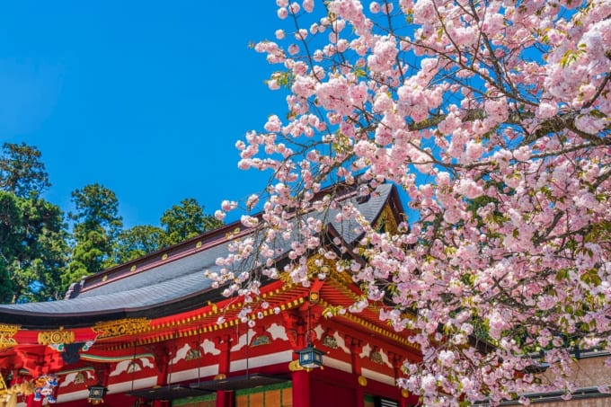 鹽竈神社（塩釜神社）と鹽竈ザクラ（塩竈桜）