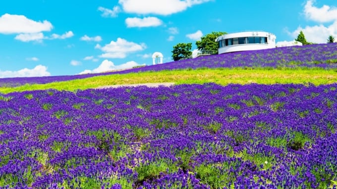 日の出公園ラベンダー園