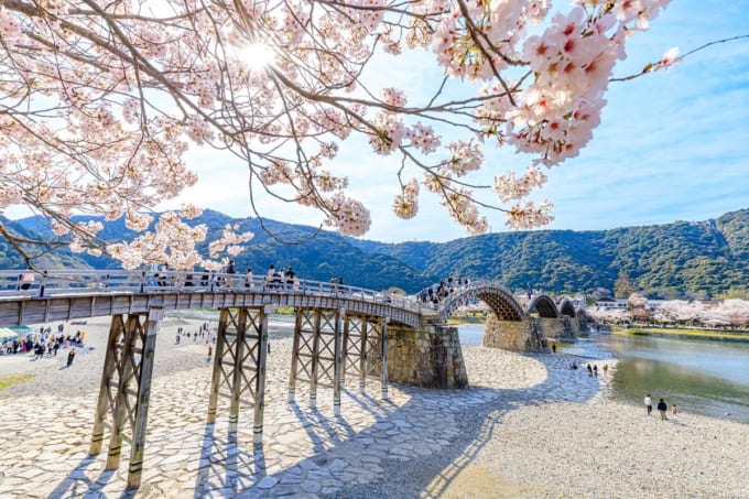 桜と錦帯橋