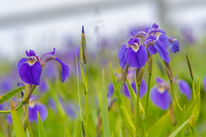 原生花園あやめヶ原