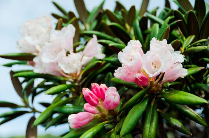 ヤクシマシャクナゲ（屋久島・宮之浦岳）