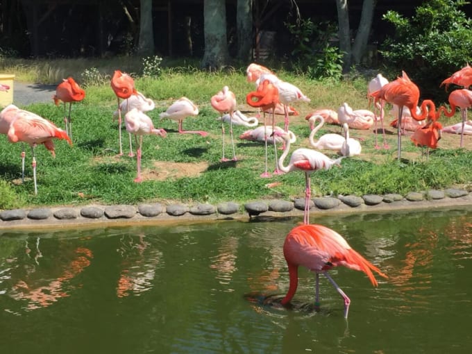 動物の森（海の中道海浜公園）