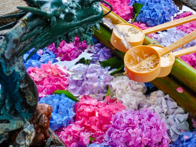 京都 紫陽花 藤森神社