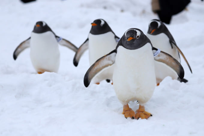 おたる水族館「ペンギンのショー」（北海道小樽市）