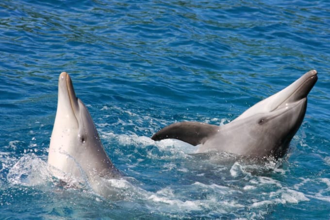 ゴールドコーストの水族館（クイーンズランド州）