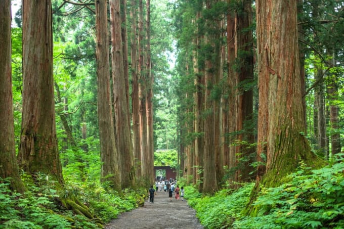 戸隠神社の杉並木（長野）