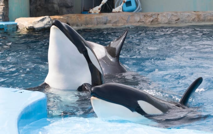 名古屋港水族館