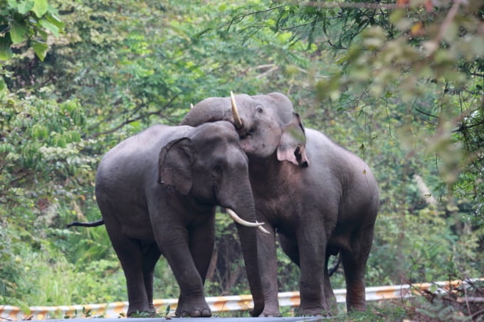 カオヤイ国立公園 楽しみ方