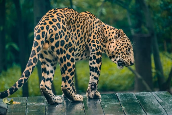ムンバイ動物園