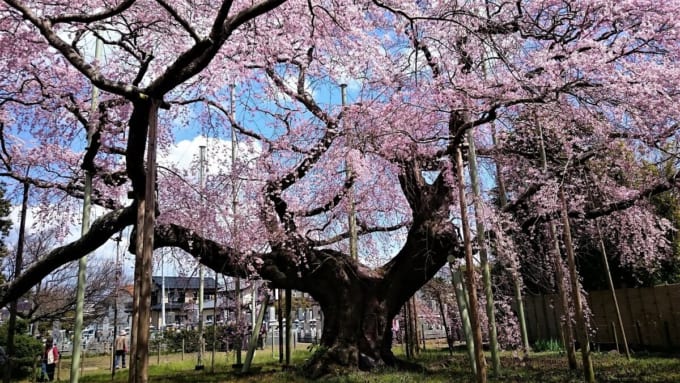 般若院（龍ケ崎）のシダレザクラ