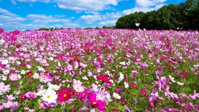 【吹田市】万博記念公園のコスモス