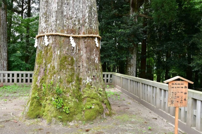 霧島神宮の御神木