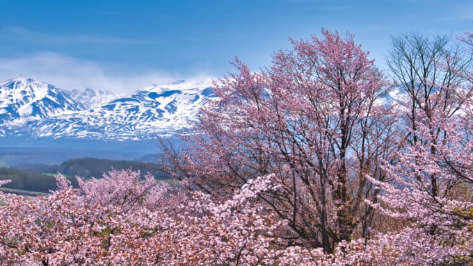 北海道 桜 名所 開花予想日
