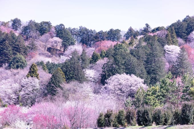 栃木植物園 大柿花山