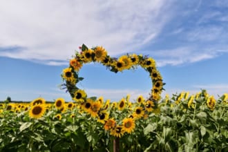 河北潟ひまわり村（石川県）