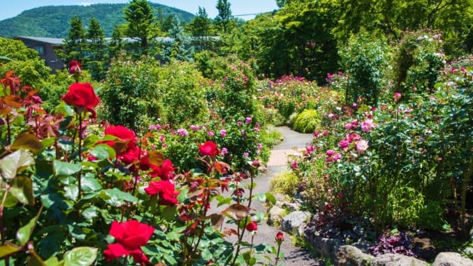 箱根強羅公園　ローズガーデン