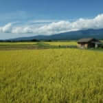 稲穂が美しい島、佐渡