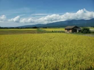 稲穂が美しい島、佐渡