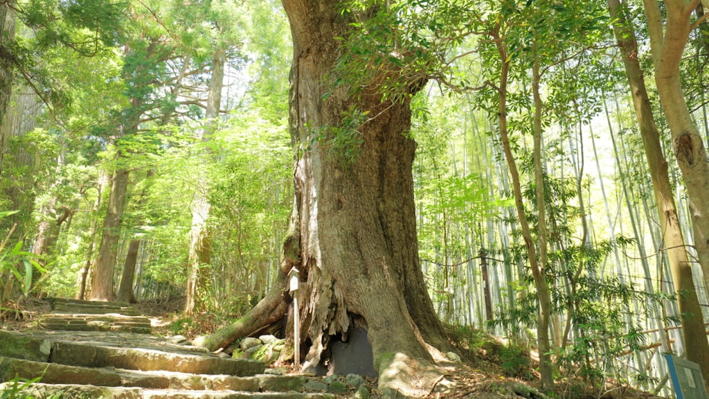 【熊野古道】大門坂の観光情報2022年最新まとめ！｜神話の舞台を散策しよう