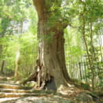 熊野古道でも特に人気のある大門坂のルート