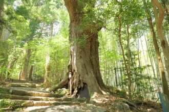 熊野古道でも特に人気のある大門坂のルート
