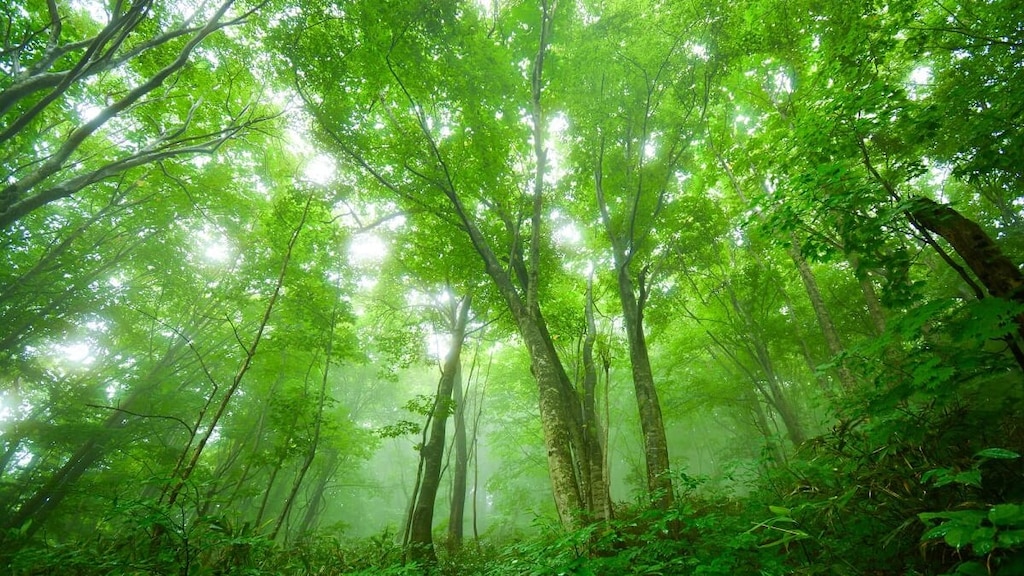 目の前に広がる神秘的な大自然を堪能しよう！青森・白神山地の観光5選