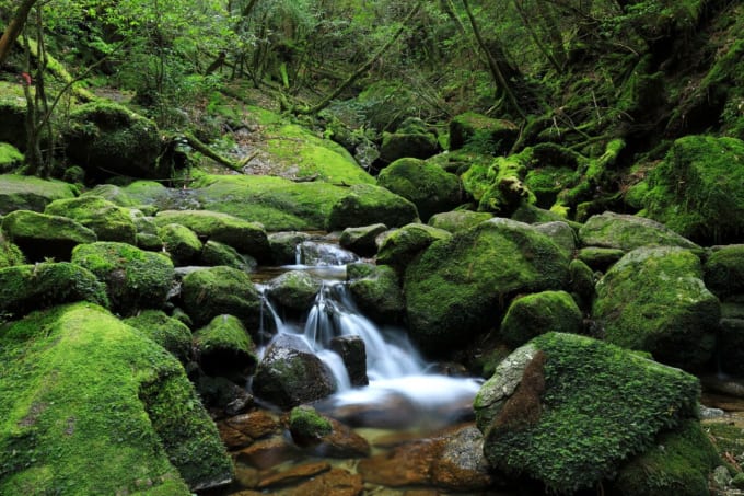 白谷雲水峡 奉行杉コース（屋久島）