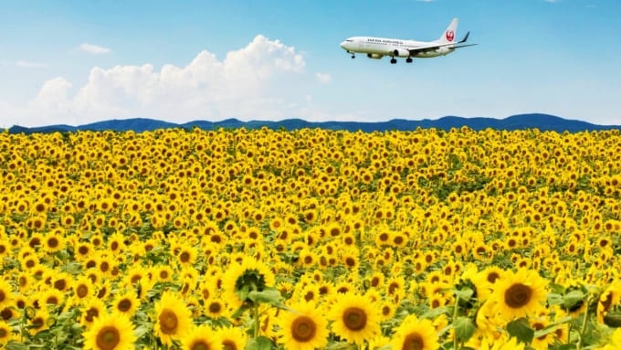 大空町ひまわり畑