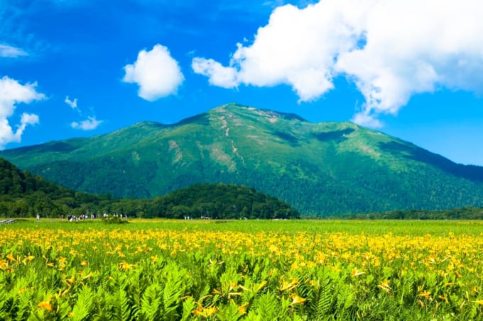 尾瀬ヶ原　ニッコウキスゲ