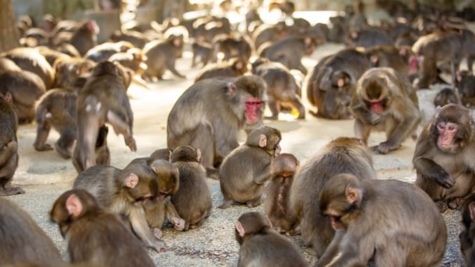 高崎山自然動物園