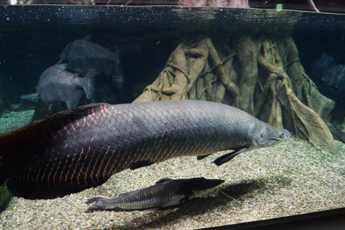 アクア・トト ぎふ　ピラルクー