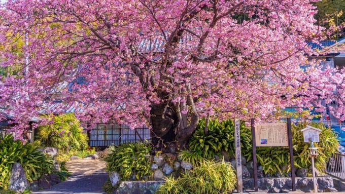 河津桜の原木