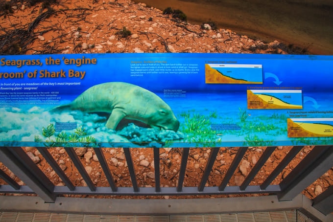 Shark Bay, WA, home of a lot of sea grass and happy Dugongs