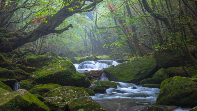 屋久島 世界遺産 外国人
