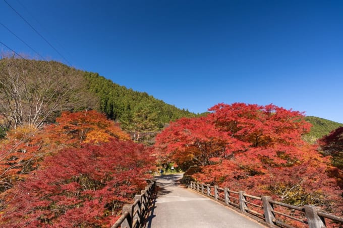 大芦渓谷の紅葉