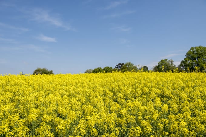 愛知牧場の菜の花