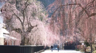 角館武家屋敷通り しだれ桜