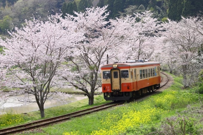 いしみ鉄道と桜