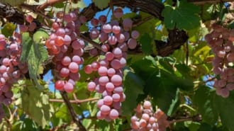 山梨県甲州市勝沼のぶどう畑