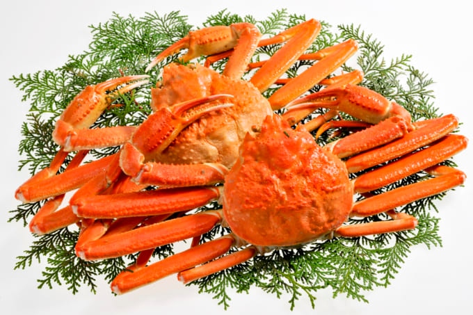 福井 カニ おすすめ ズワイガニ3