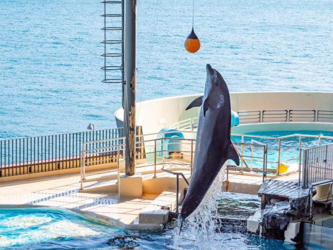 海響館のイルカショー