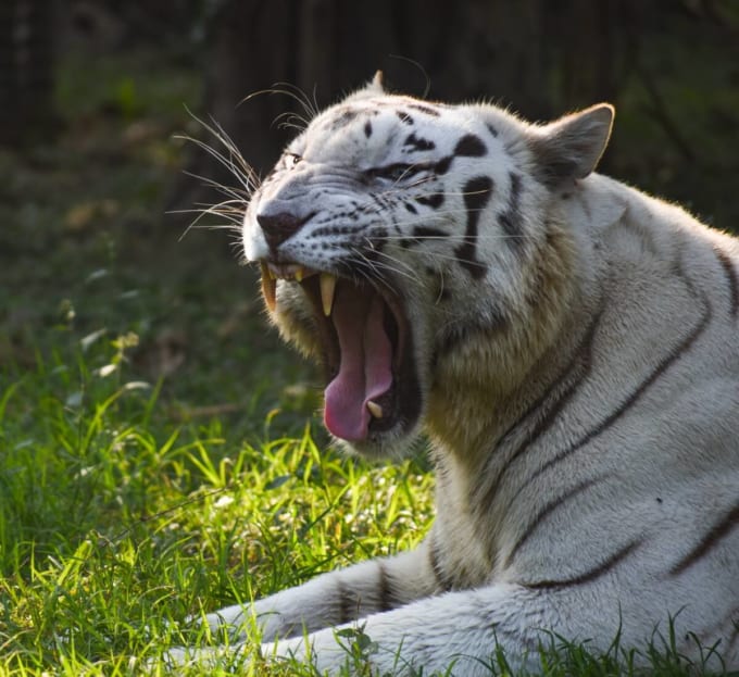 アリポール・ズーロジカル・ガーデン（コルカタ動物園）のホワイトタイガー